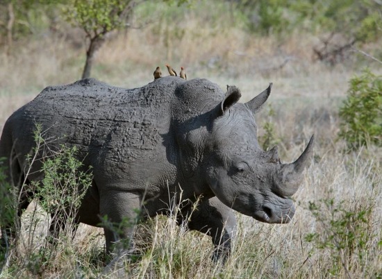 На Филиппинaх нашли кости древнего забитого носорога возрастом 700 тыс. лет
